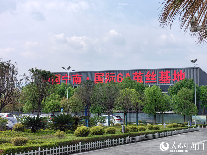 丝路”：盯住小桑叶发展大思路开元棋牌app南丝路上“南(图7)